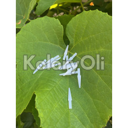 OKAZJA! 10 SZT Korek stożkowy Z UCHWYTEM silikonowy wysokotemperaturowy 1,6 mm- 4,75 mm L-12MM KO-UP1